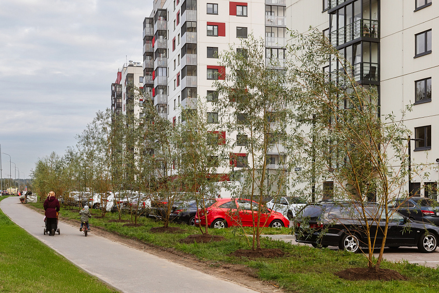 «Ленстройтрест» озеленил аллею в Янино рядом с «Янила Драйв»