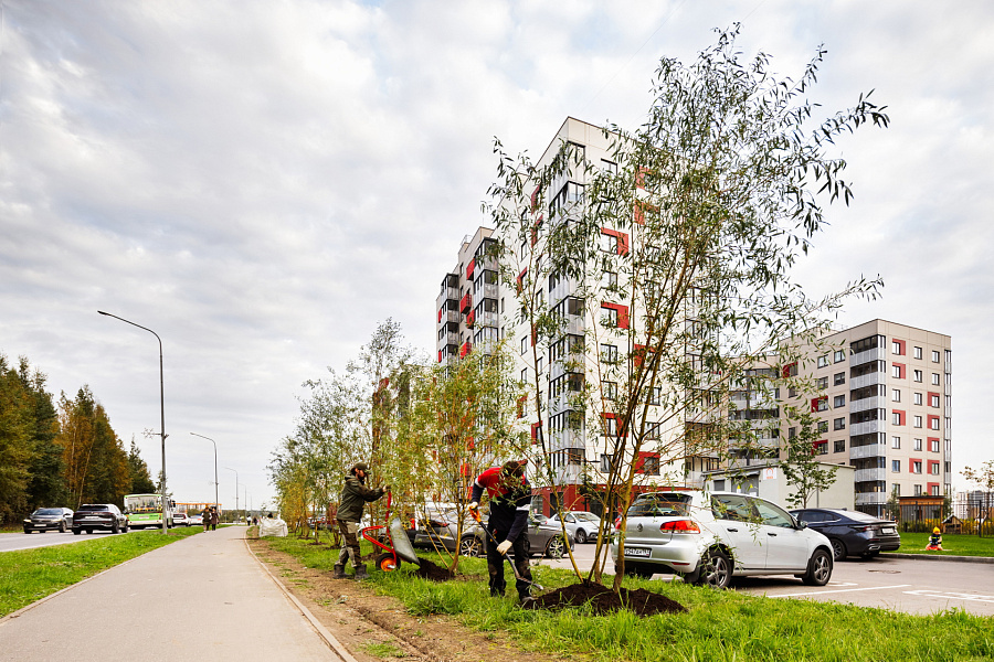 «Ленстройтрест» озеленил аллею в Янино рядом с «Янила Драйв»