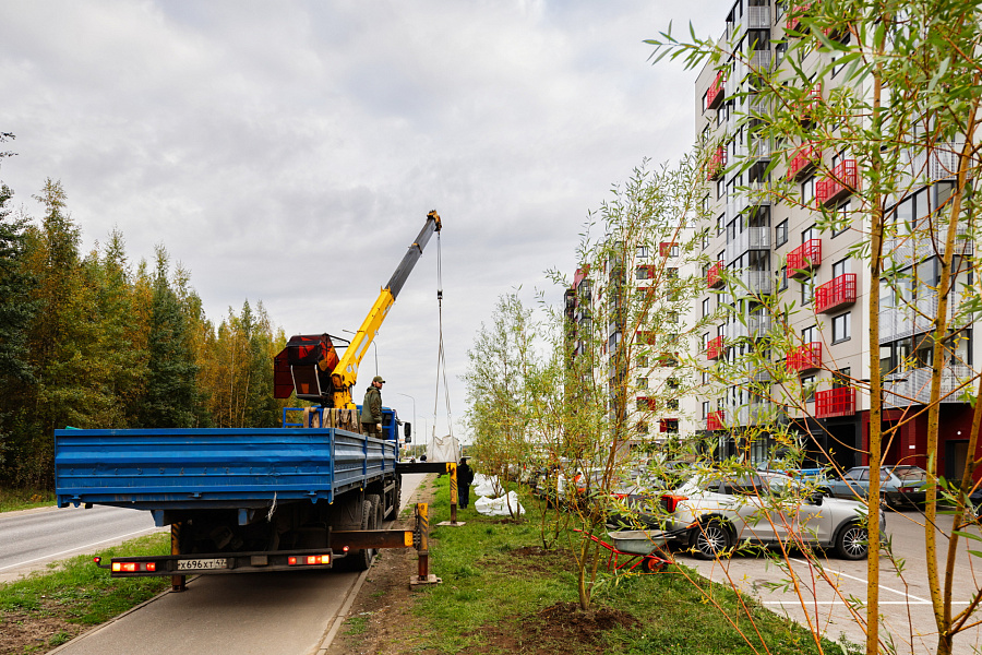 «Ленстройтрест» озеленил аллею в Янино рядом с «Янила Драйв»